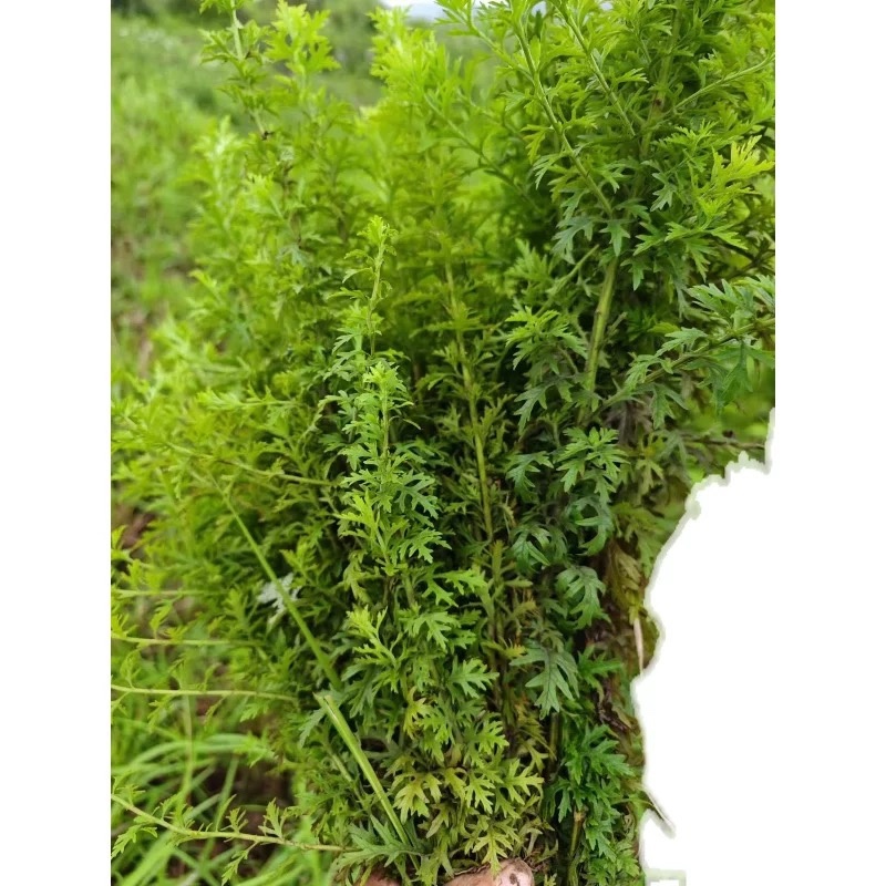野生中材寄奴、北刘寄奴、阴行草