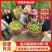 四川新品种川早1号，基地直售，皮薄油香重，亮色，出货率高