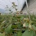 纯聚酯原料塑钢线、托幕线、葡萄架线、遮阳网线、养殖拉线