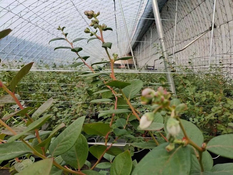 纯聚酯原料塑钢线、托幕线、葡萄架线、遮阳网线、养殖拉线