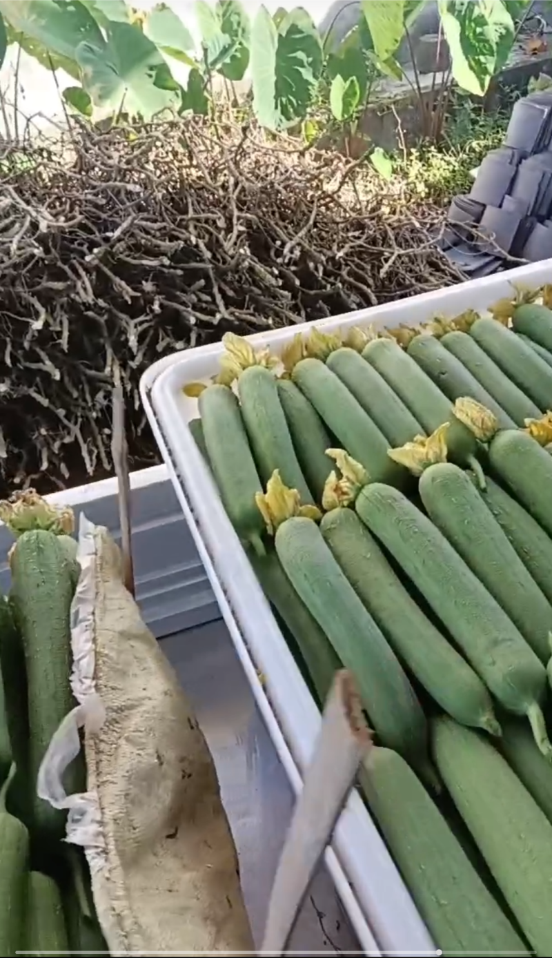 丝瓜大量有货，天天有货哈，每天现货，谢谢合作