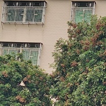 新鲜龙眼，甜蜜多汁，产地直供，健康美味，**特惠！