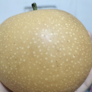 肉质细腻，果核小，可食用率达到95%，