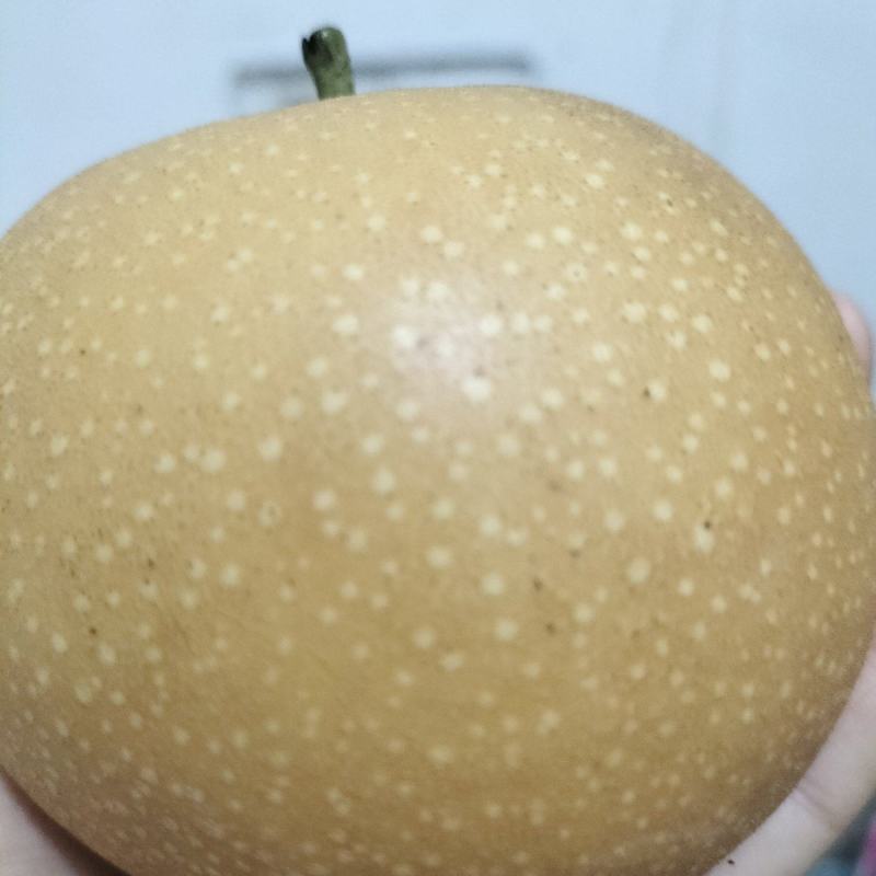 肉质细腻，果核小，可食用率达到95%，