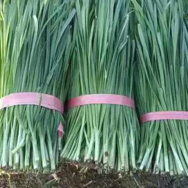 头刀韭菜