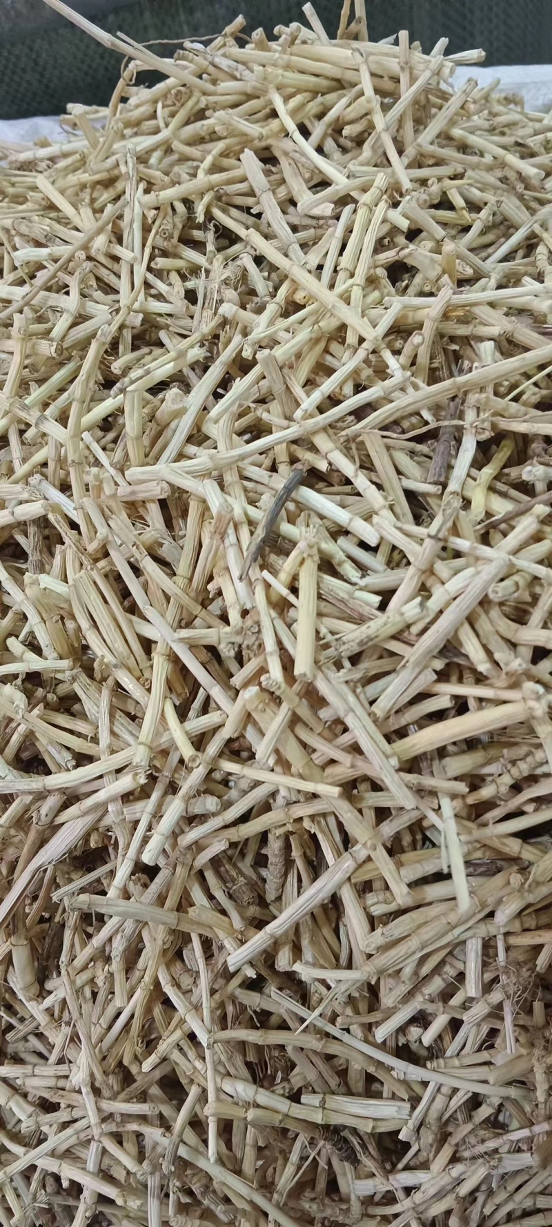 白矛根