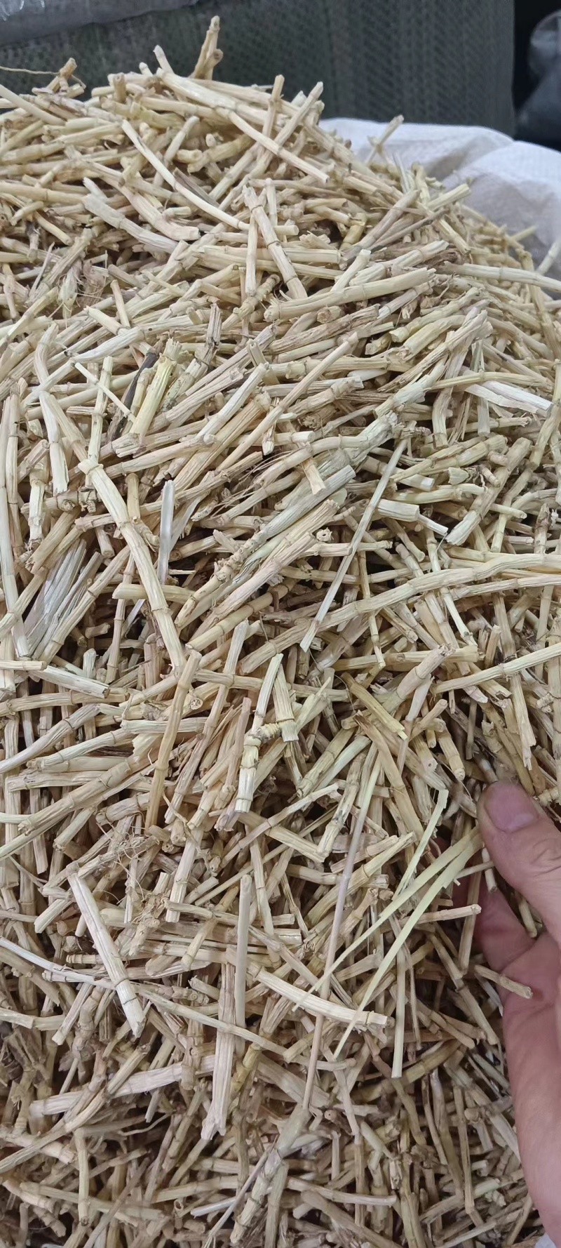 白矛根
