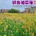 彩色油菜花种子批发榨油食用矮杆高产观赏蜜源花海绿化花草籽