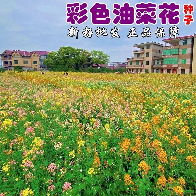 彩色油菜花种子批发榨油食用矮杆高产观赏蜜源花海绿化花草籽