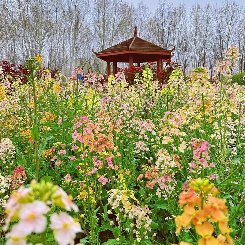 彩色油菜花种子批发榨油食用矮杆高产观赏蜜源花海绿化花草籽