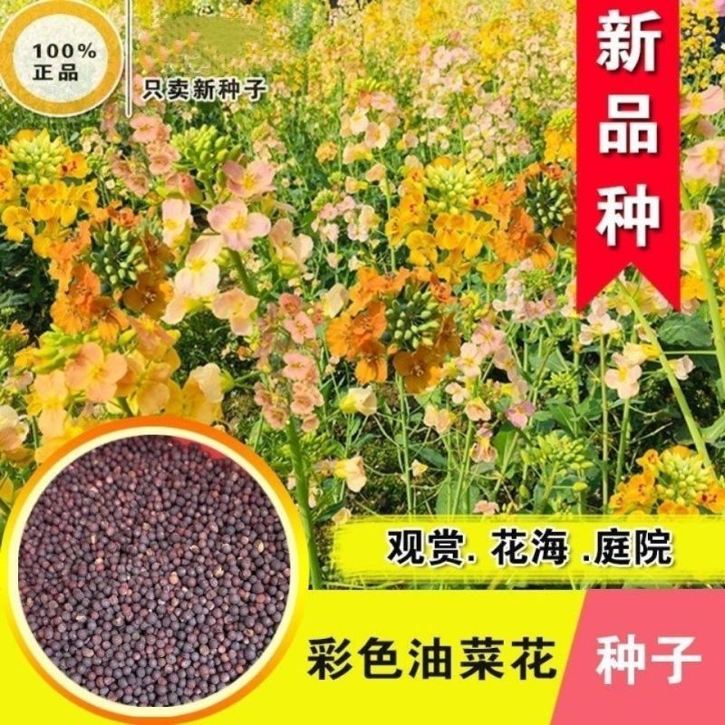 彩色油菜花种子批发榨油食用矮杆高产观赏蜜源花海绿化花草籽