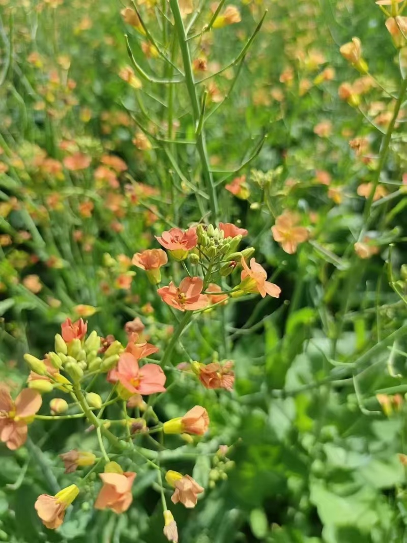 彩色油菜花种子批发榨油食用矮杆高产观赏蜜源花海绿化花草籽