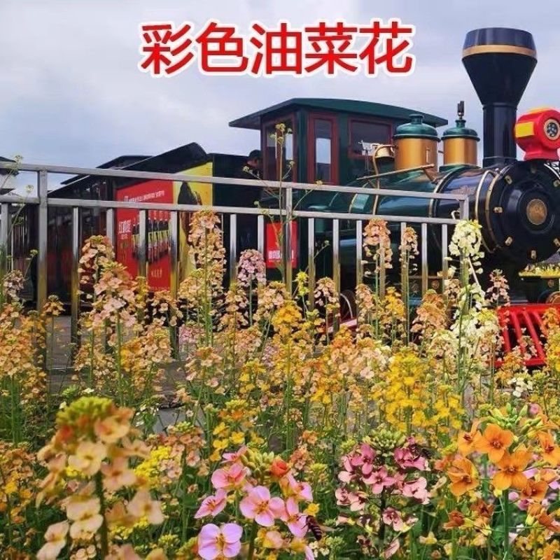 彩色油菜花种子批发榨油食用矮杆高产观赏蜜源花海绿化花草籽