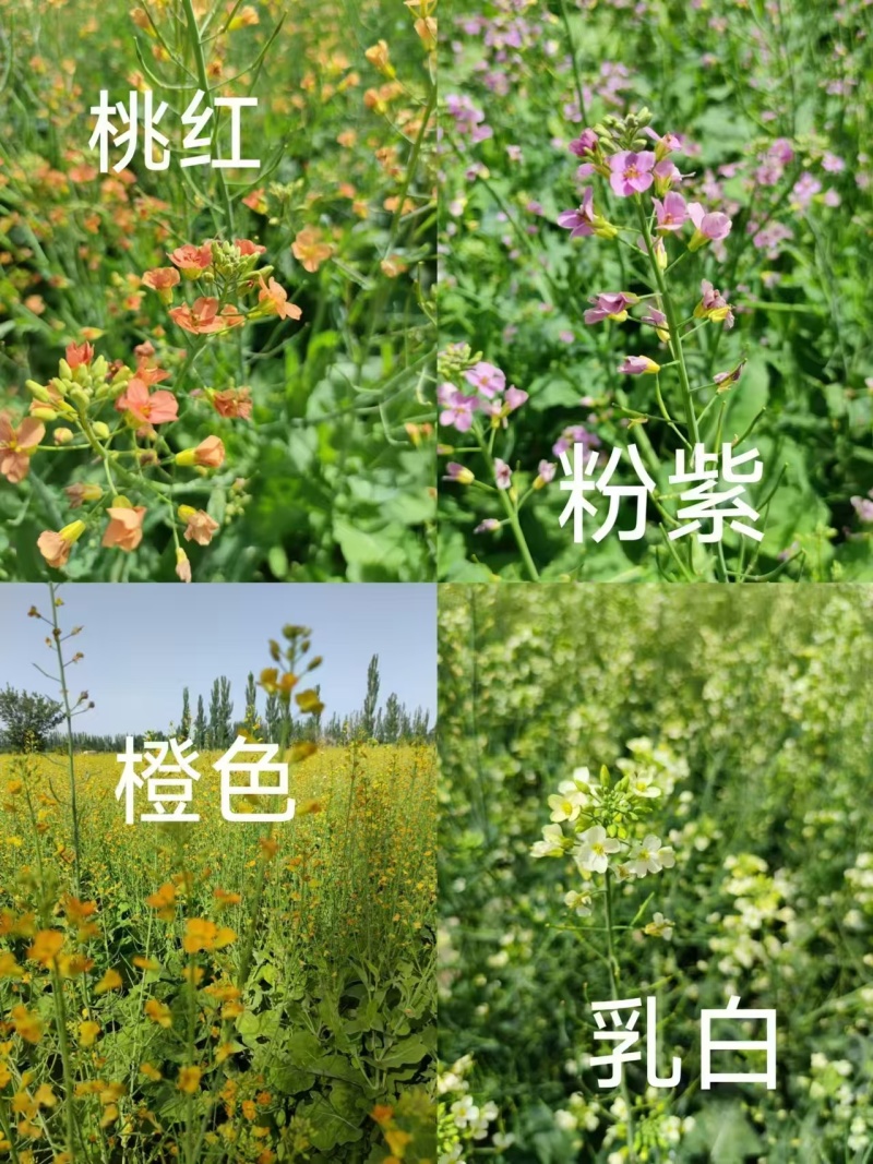彩色油菜花种子批发榨油食用矮杆高产观赏蜜源花海绿化花草籽