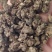 猫爪草