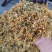 贵州安龙野生金银花，百分之七八十开花，晒花，无硫