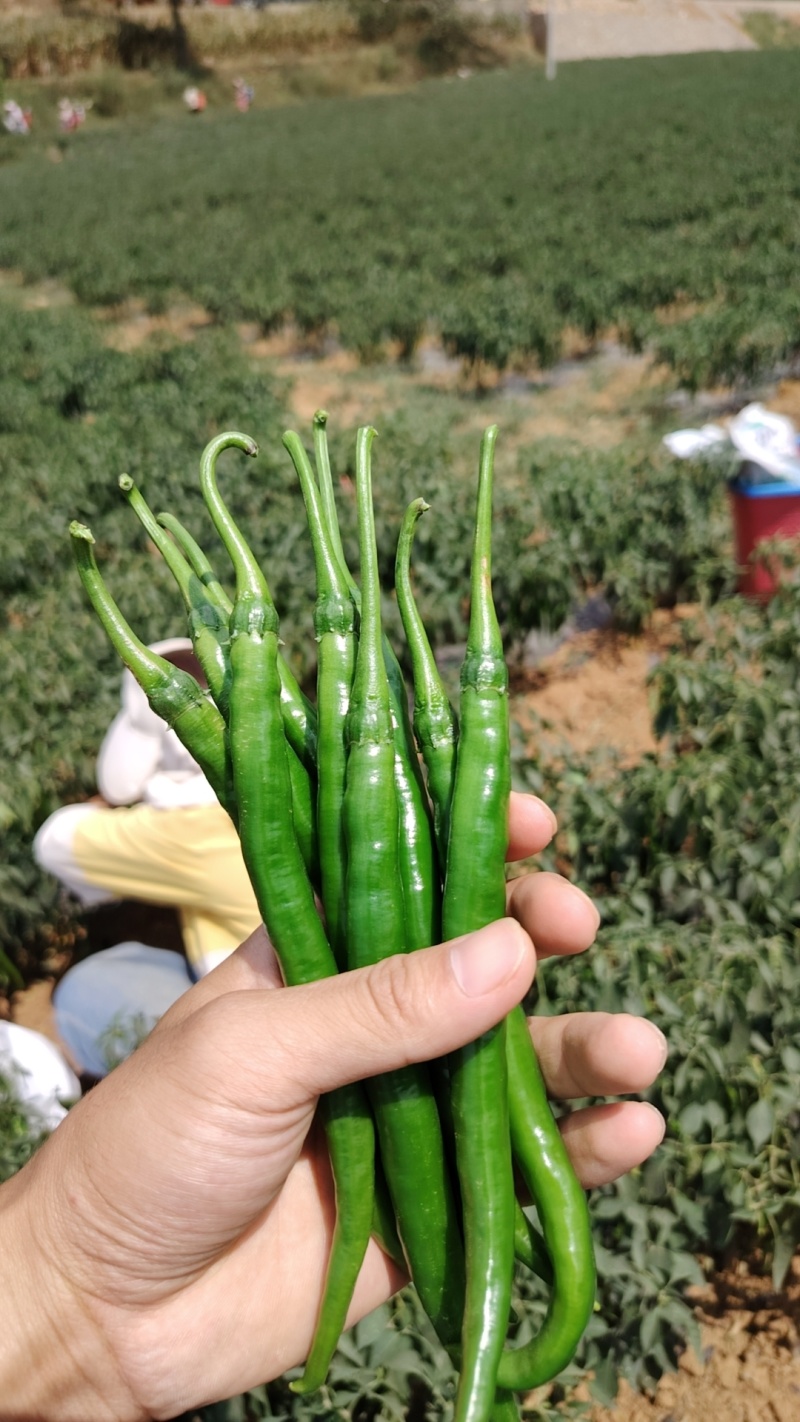 三号线椒，基地货源，全国发货！