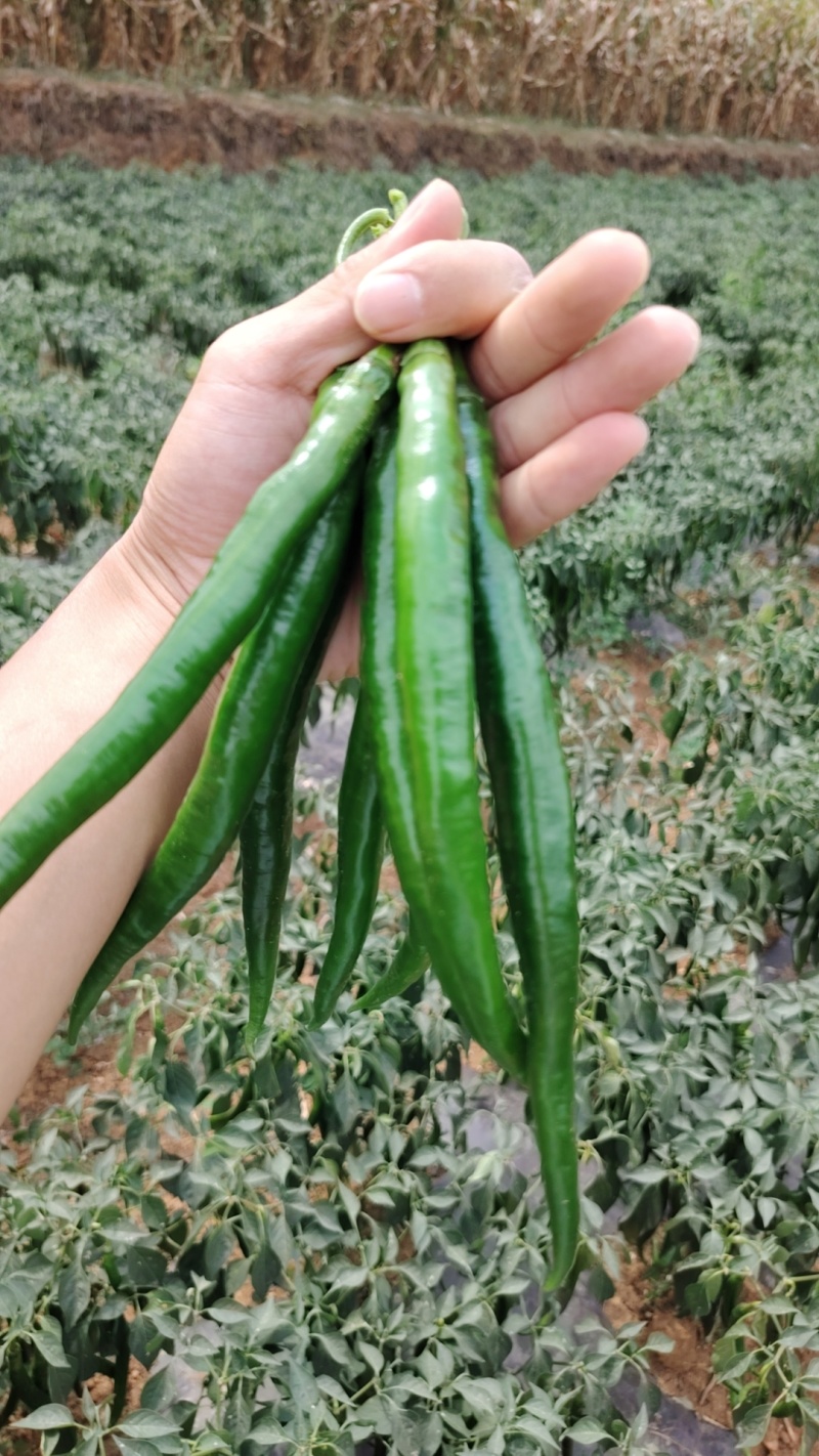 三号线椒，基地货源，全国发货！