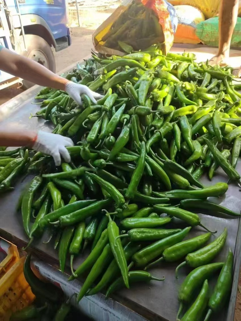 湛江新苗青皮上市