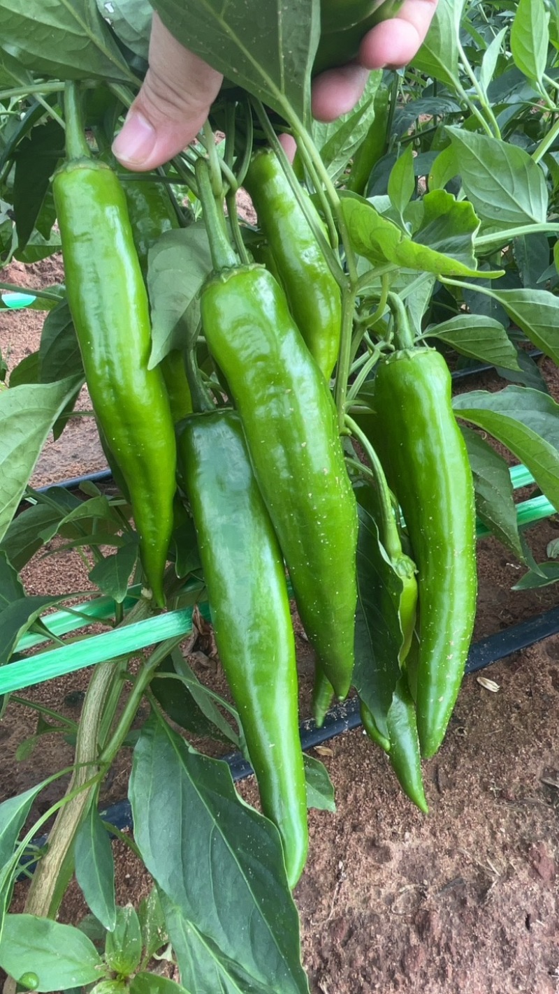 湛江新苗青皮上市