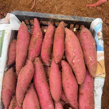 云南精品榴莲蜜薯高山丝滑玛莎莉