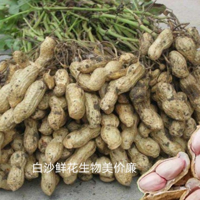 安徽优质小白沙