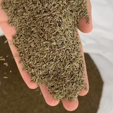 新疆孜然