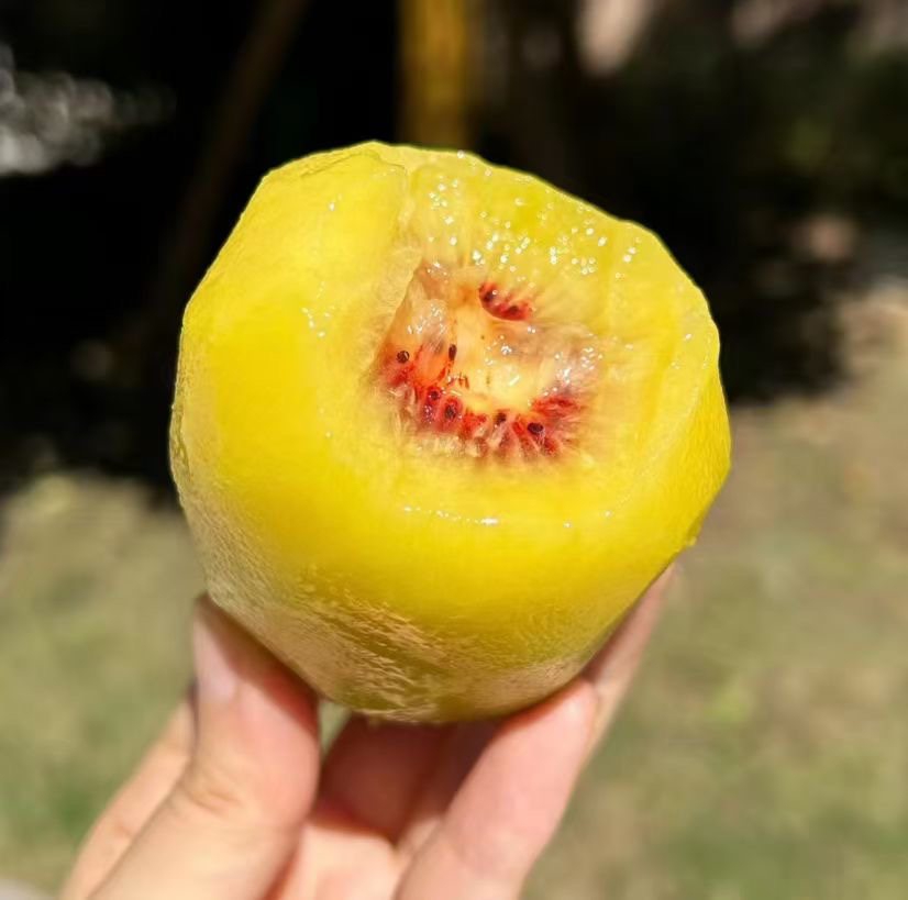 红心猕猴桃切开果肉鲜艳红色展示图