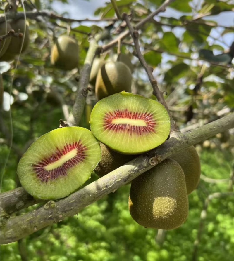 红阳❤️红心❤️猕猴桃🥝🥝🥝🥝🥝