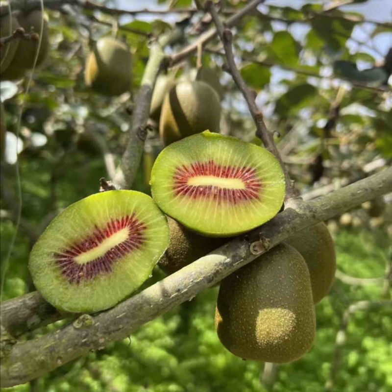 红阳❤️红心❤️猕猴桃🥝🥝🥝🥝🥝