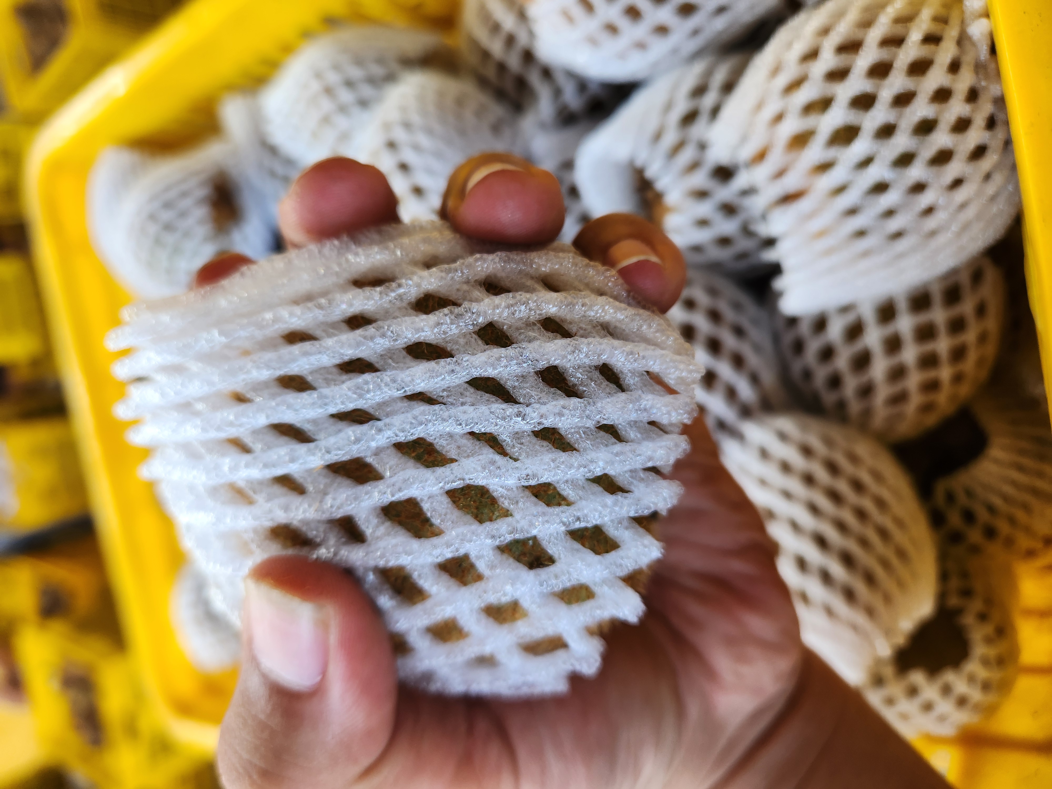 猕猴桃冷藏保存示意图