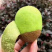 绿心猕猴桃🥝🥝🥝趣香三号