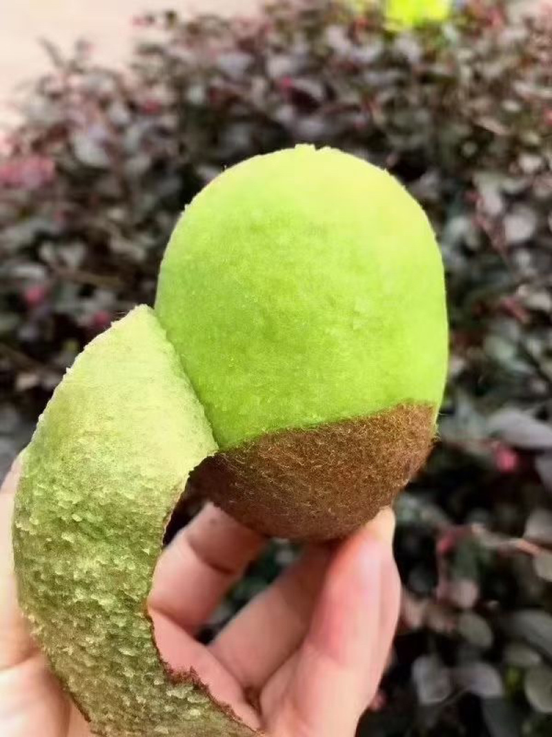 绿心猕猴桃🥝🥝🥝趣香三号