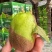 绿心猕猴桃🥝🥝🥝趣香三号