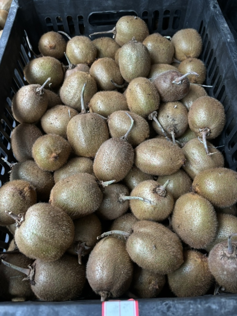 绿心猕猴桃🥝🥝🥝趣香三号