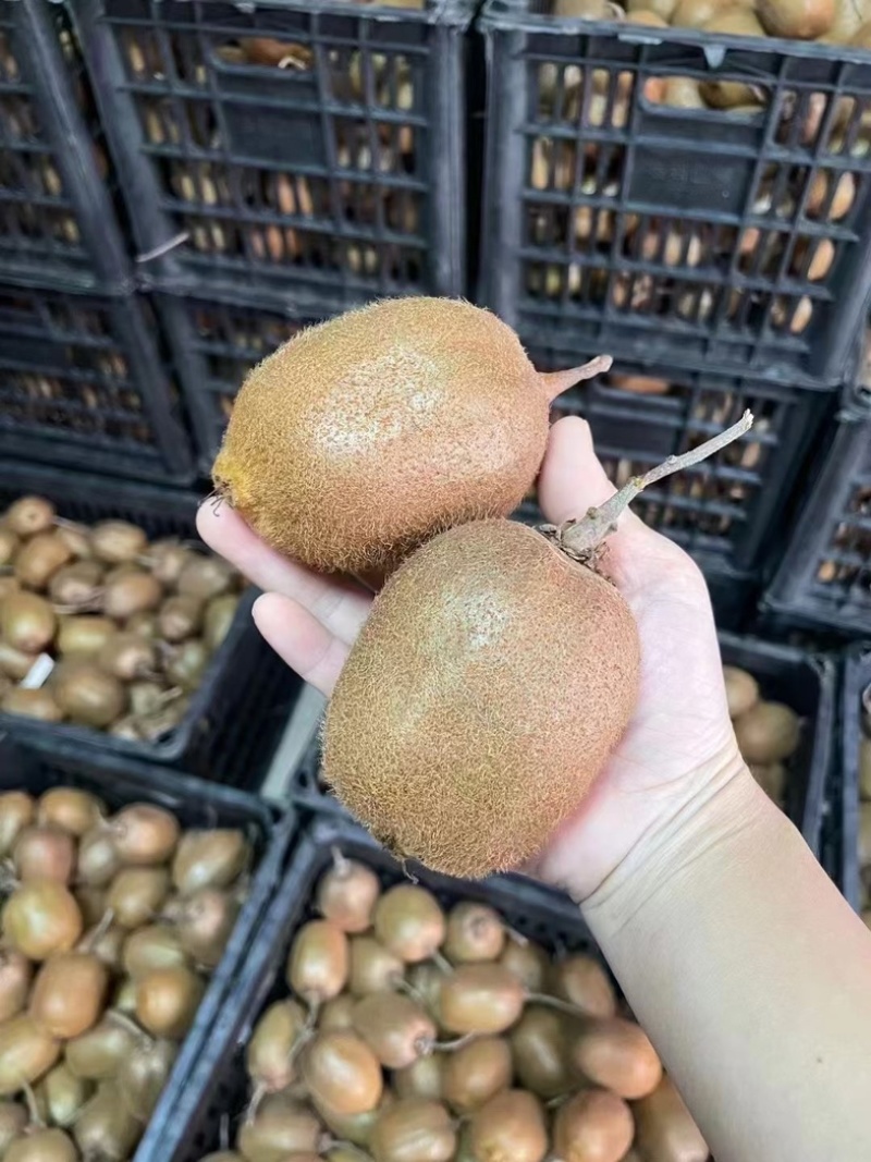 绿心猕猴桃🥝🥝🥝趣香三号