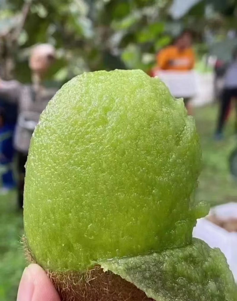 绿心猕猴桃🥝🥝🥝趣香三号