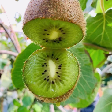 绿心猕猴桃🥝🥝🥝趣香三号