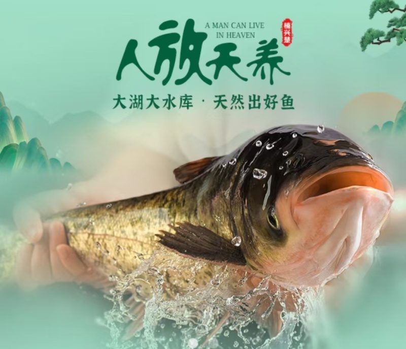 吊水花鲢鱼人放天养鲜活到家基地直供品质保证欢迎来电