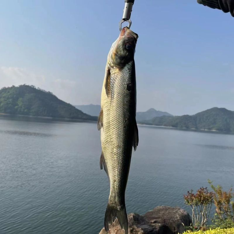 丹江口翘嘴鱼人放天养活鱼到家基地直供品质保证全国发货