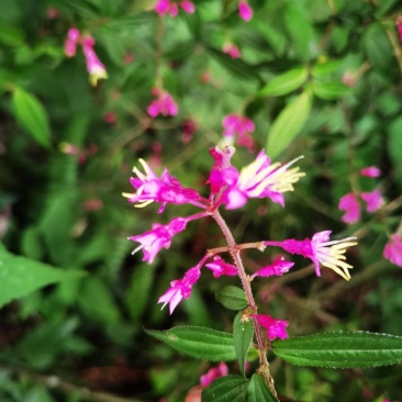 野牡丹异药花柏拉木盆景园林造景绿植苗木桩头