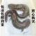 娃娃鱼房县仿生态娃娃鱼活鱼到家保质保量欢迎来电