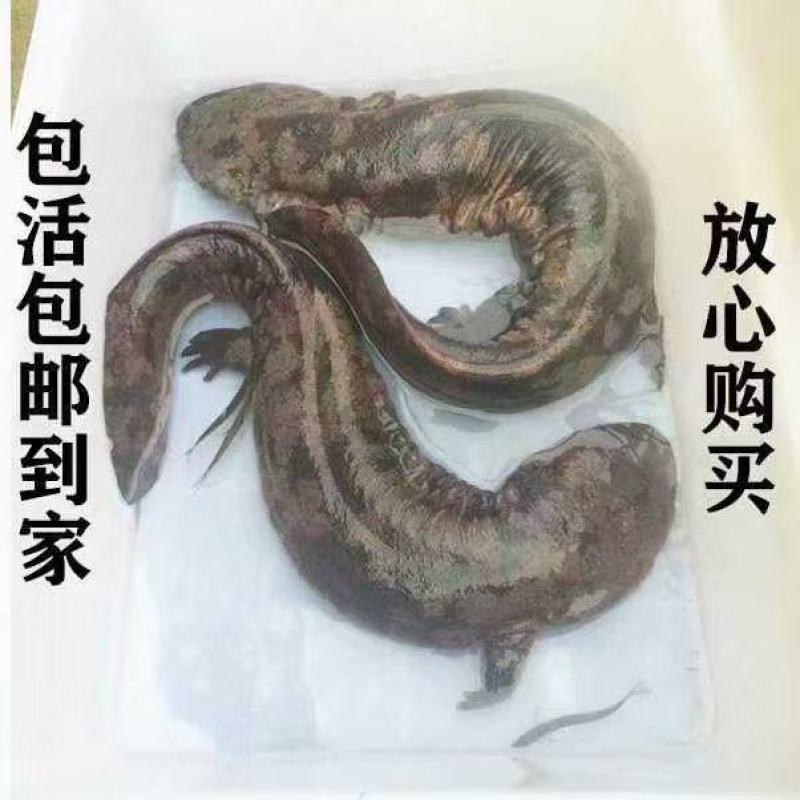 娃娃鱼房县仿生态娃娃鱼活鱼到家保质保量欢迎来电