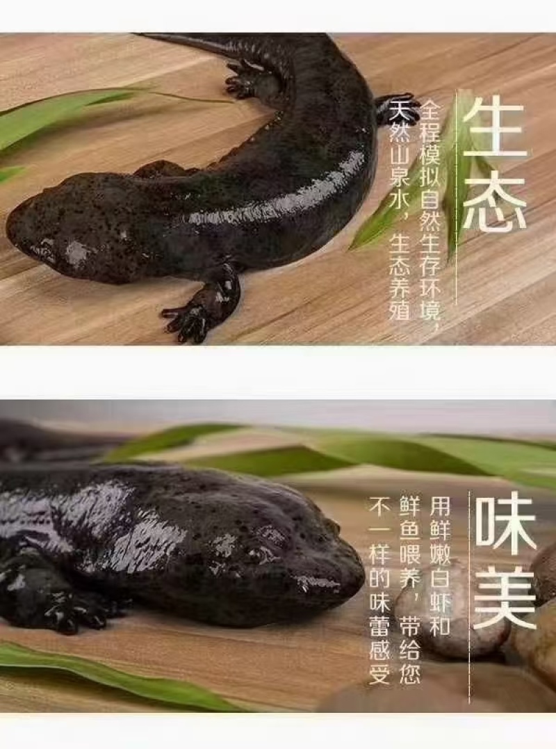 娃娃鱼房县仿生态娃娃鱼活鱼到家保质保量欢迎来电