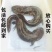 娃娃鱼房县仿生态娃娃鱼活鱼到家保质保量欢迎来电