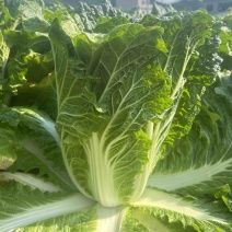 大白菜