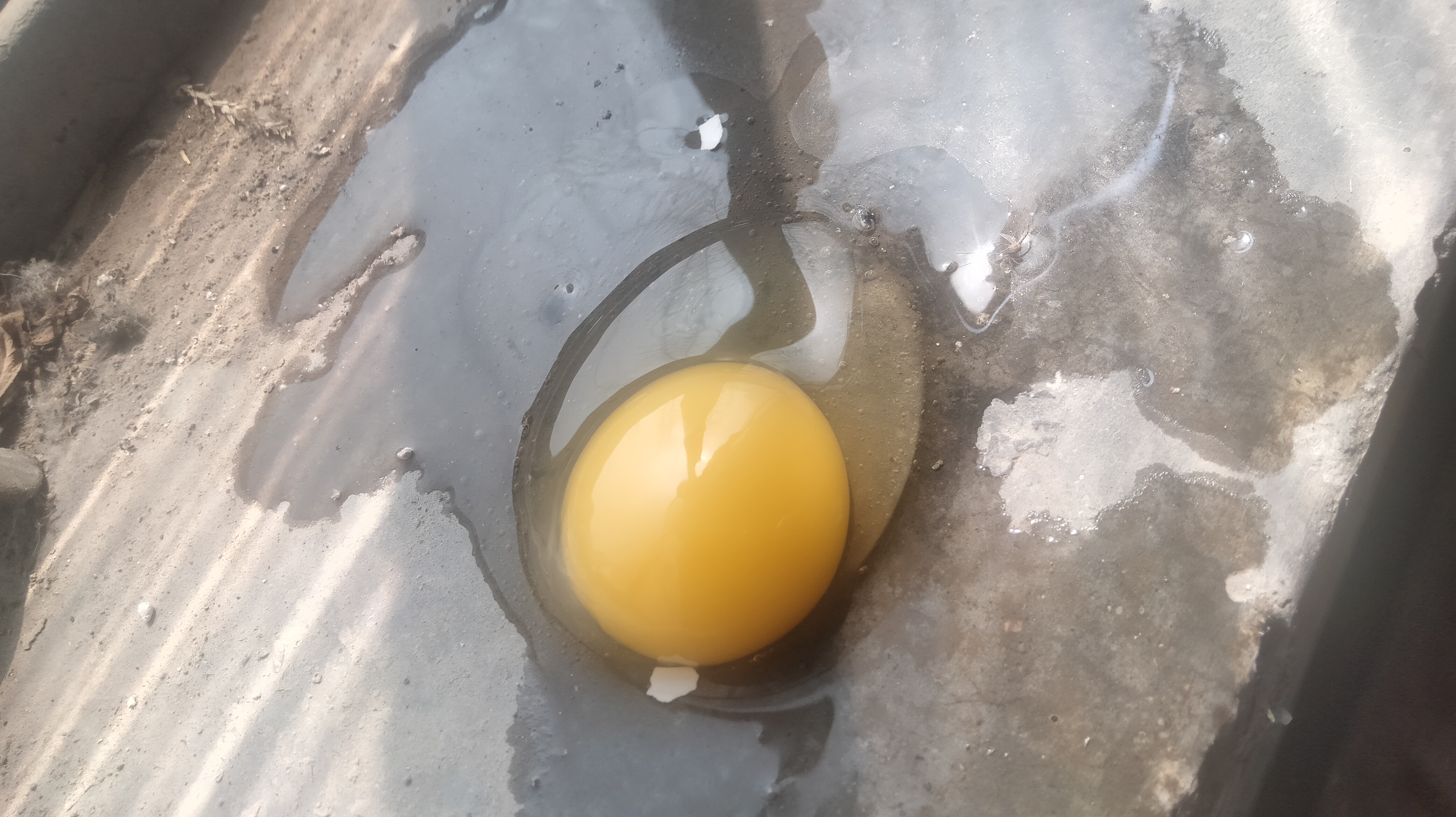 鸡啄食鸡蛋行为