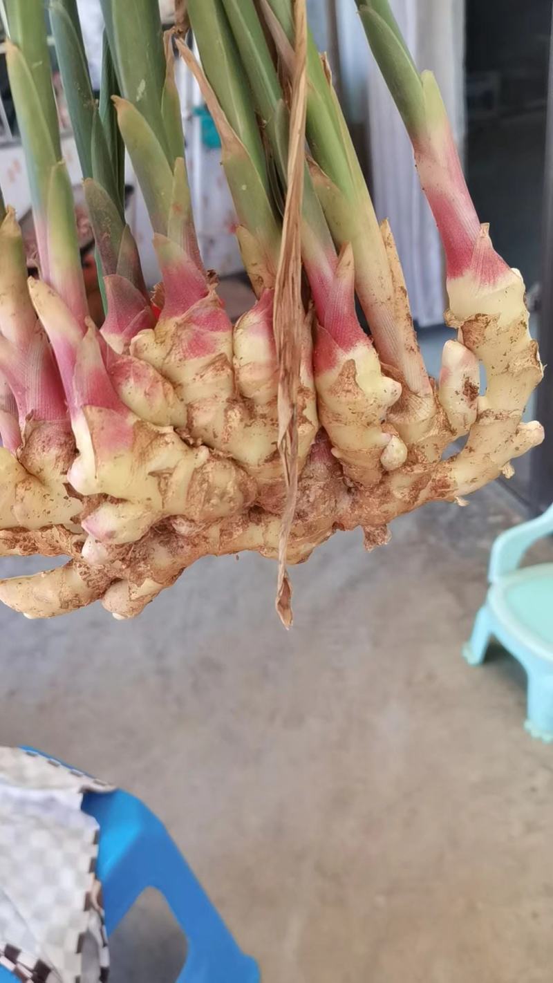 库存姜预订中，需要的老板来电洽谈