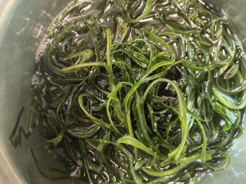 中国海带之乡霞浦—压缩海带丝（粗丝）
