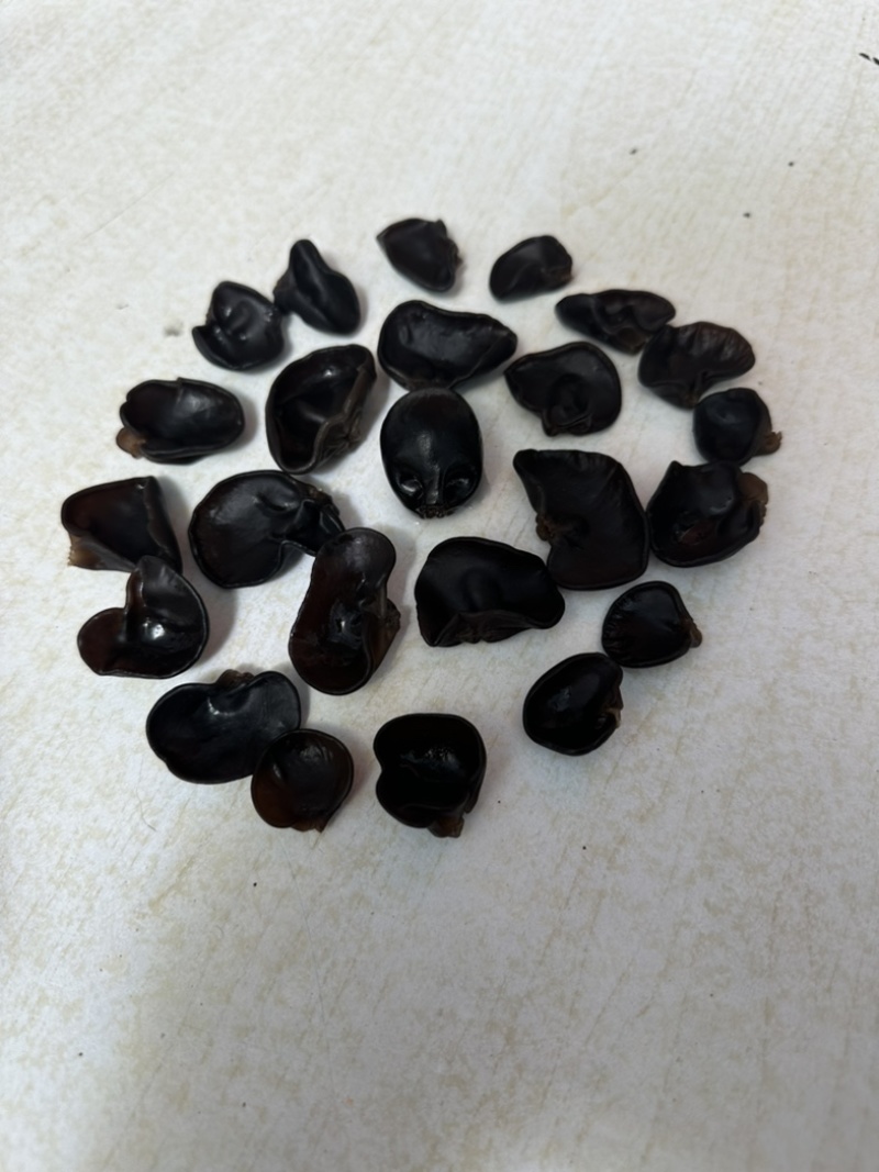主营东北黑木耳！一手货源直供电商会销！质量保证电商专用